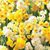 Wanda Dodd Hardman's profile image