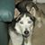 Susan Shanahan's profile image