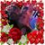 Rosemary Wells's profile image
