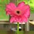 Molly O'shea Piercy's profile image