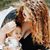 Breanna DeSha's profile image