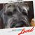 Diane R Mitchell Schnauzer's profile image