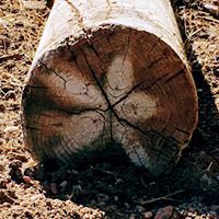 Ann Gebauer's profile image