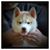 Elizabeth Chism's profile image