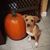 Natasha Grapentin's profile image