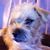 Angie Varble's profile image