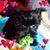 Kim Gear's profile image