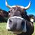 Mäse Rohde's profile image