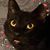 Livy Ciotoli's profile image