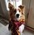 Christine DiLullo Lauer's profile image