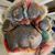 Sarah Schwenzer's profile image