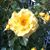Tamara Peace's profile image