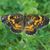 Stacia Hoover's profile image