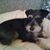 Sheila Butler's profile image