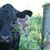 Sandy Van Hoose Clevenger's profile image