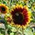 Colleen Fleming's profile image