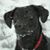 Liana DiMare Hewitt's profile image