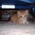 Cindy McCollough's profile image