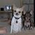 Adams Animal Inn's profile image
