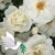 Sherree Lamberson- Maxwell-Grace's profile image