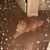 Patricia Colantonio's profile image