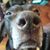 Julie Laplante's profile image