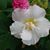 Rosalinda Gonzales's profile image