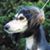Sharon Furlong's profile image