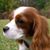Selene K. Shine Serio's profile image