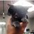 Stacey Auerhan Kirsh's profile image