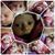 Flores Gordo Ismael's profile image