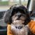Karen Besenyodi Rundle's profile image