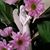 Julie Barnett Robertson's profile image