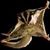 Susan Morgan's profile image