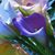 Lisa Marie's profile image