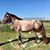 Stephanie Adame's profile image