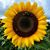 Desirre Maybee's profile image