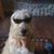 Kim Carley's profile image