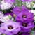 Lisa Waltman's profile image