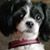 Tommy Shenberger's profile image