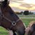 Diane Tilelli-Faulk's profile image