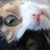 Deborah L Gray-Wurz's profile image