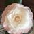 Leigh Eades Fowler's profile image