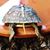 Tracey Murphree's profile image