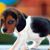 Carol Cournoyer's profile image