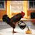 Karen Brooks's profile image