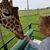 Betty Sigurdson's profile image