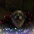 Carol Stine's profile image