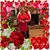 Jennifer Mellott' Frank's profile image