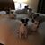 Darla Goodall Cain's profile image